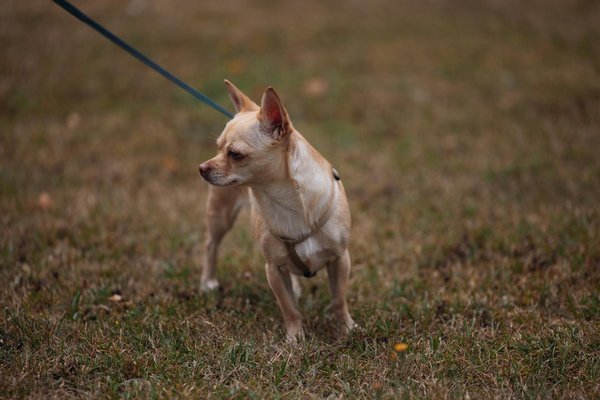 Chats sauvages en captivité: pour ou contre?