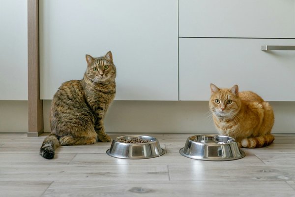 Meilleur choix de croquettes pour chats stérilisés : conseils essentiels