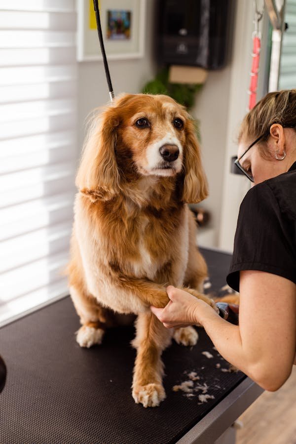 Top 5 conseils pour sélectionner un coupe ongle adapté à votre chien